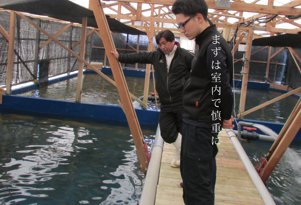 広島サーモンの養殖｜まずは室内で