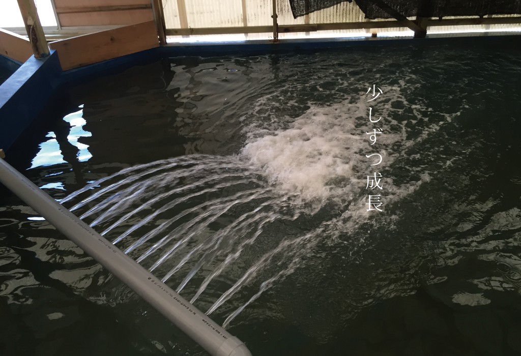 広島サーモンの養殖｜生け簀