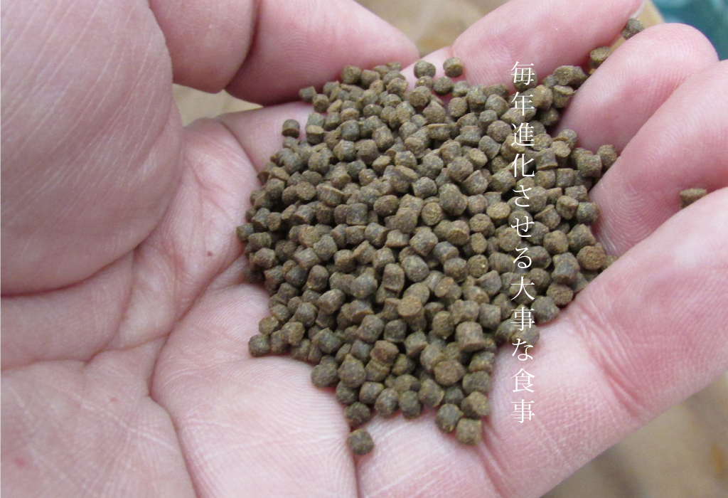 広島サーモンの餌