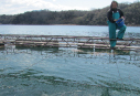 サムネイル｜養殖（海面馴致）