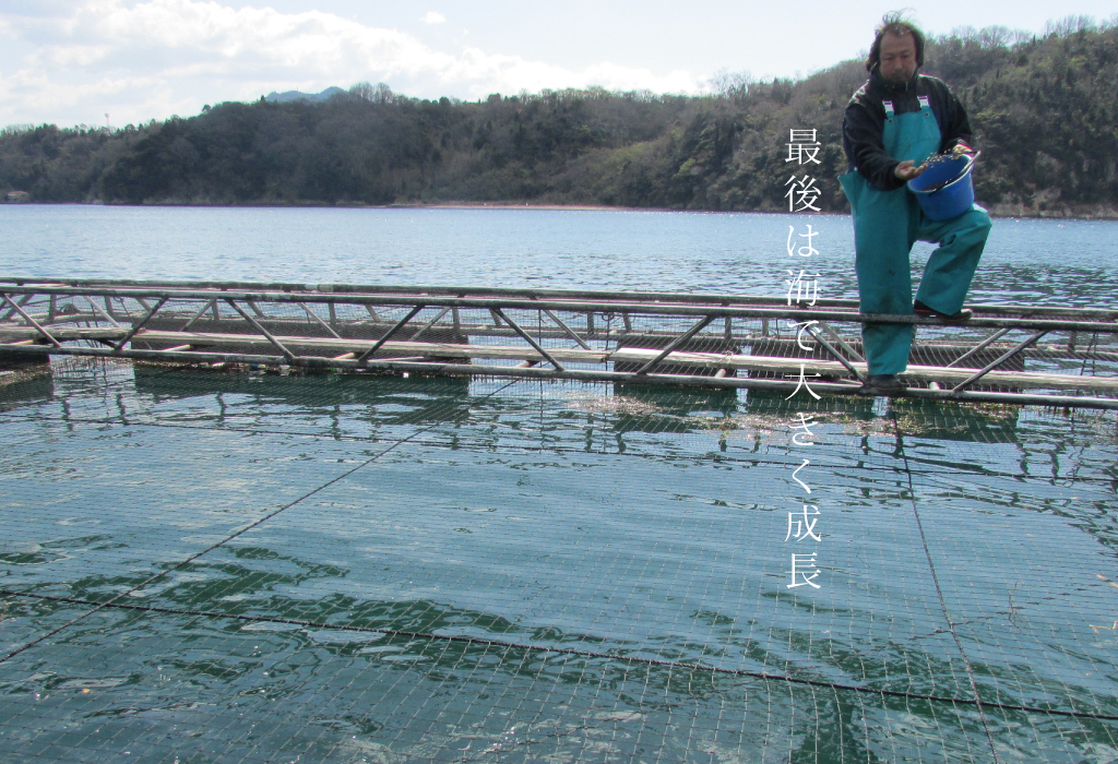 広島サーモンの養殖｜海面馴致